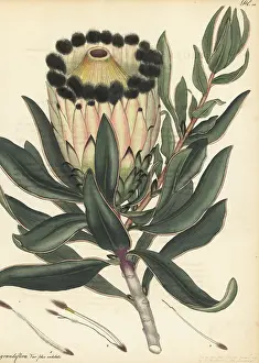 George Hibbert: Wagon tree, Protea nitida