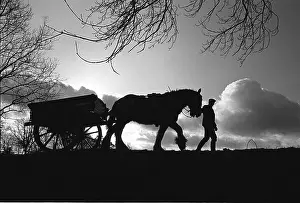 Hoof: Wagoner, Shropshire, silhouette - 1