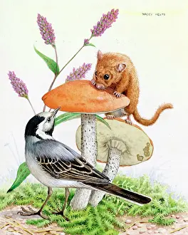 Dormice: The Wagtail and the Dormouse