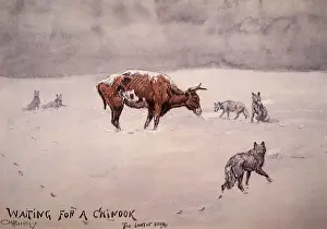 Wolves: Waiting for a Chinook