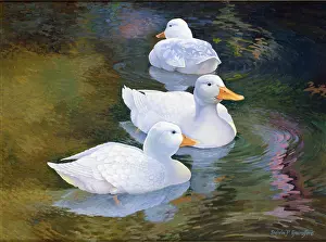 Crumbs: Waiting for Crumbs ' three white ducks