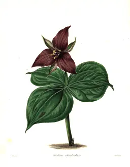 Trillium: Wake robin or stinking benjamin, Trillium erectum