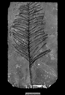 Pinophyta: Walchia piniformis