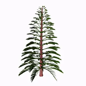Conifer: Walchia tree on white background