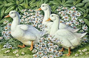 Binns: A Walk through the Garden ' ducks