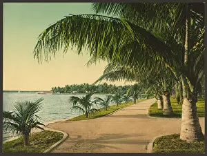 C1898: The walk at Palm Beach