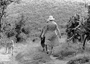 Vineyards: Walk in the vineyard