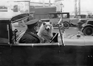 Walkies: Go walkies