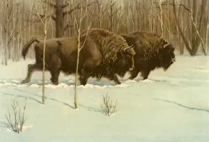 Leafless: Walking Bison