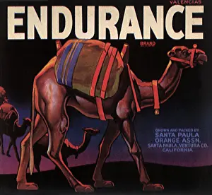 Saddlebag: Walking Camels
