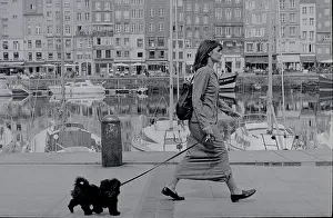 Harbourside: Walking the dog