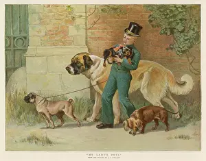Liveried: WALKING THE DOGS