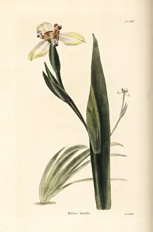 Loddiges: Walking iris, Neomarica humilis