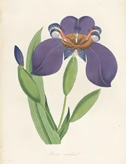 Volume 1: Walking iris, Trimezia coerulea