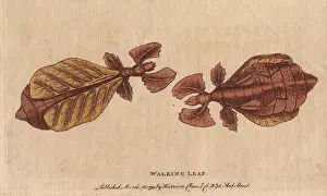 Phyllium: Walking leaf insect, Phyllium siccifolium