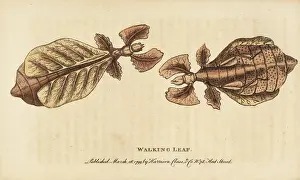 Phyllium: Walking leaf insect, Phyllium species