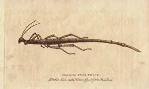 1798 1802: Walking stick insect from the Cape of Good
