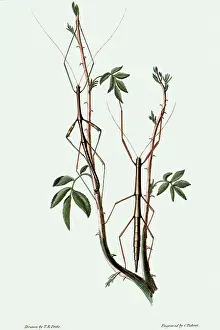 Arthropods: Walking Sticks