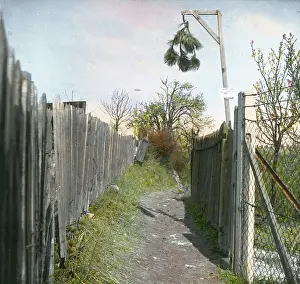 Sievering: A walkway in a vineyard in Sievering