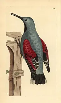 Creeper: Wall creeper, Tichodroma muraria