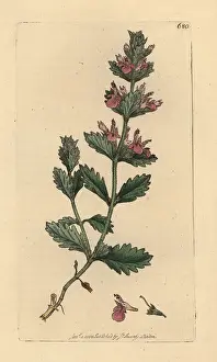 Germander: Wall germander, Teucrium chamaedrys