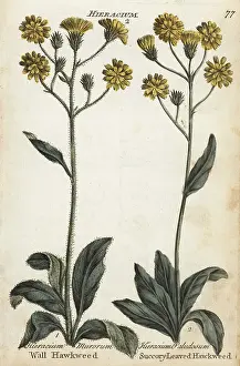 Principally: Wall hawkweed and succory-leaved hawkweed