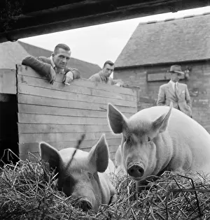 Pigsty: Pigs