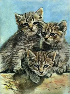Over the Wall " with three Kittens