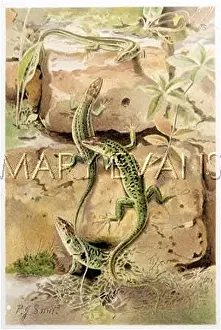 Reptilian: WALL LIZARDS
