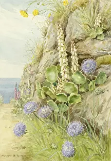 Umbilicus: Wall Pennywort and Sheep's-bit