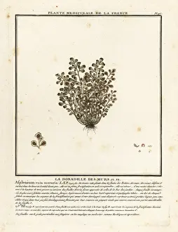 Colour Printing: Wall-rue, Asplenium ruta-muraria