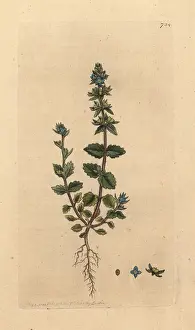 Arvensis: Wall speedwell, Veronica arvensis