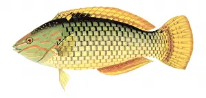 Wrasse: Wall Wrasse, Halichoeres hortulanus