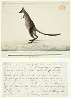 Marsupialia: Wallabia bicolor, swamp wallaby