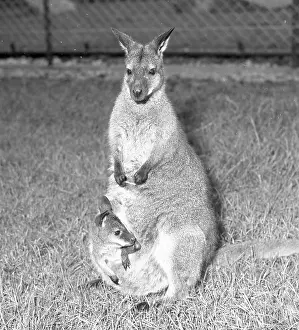 Marsupial: Wallaby with Joey