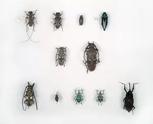 Longhorned: Wallace's beetles