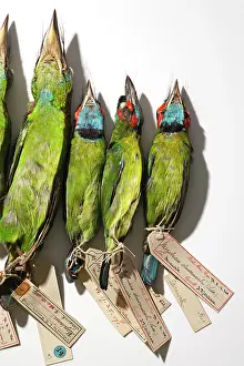 Piciformes: Wallace's birds