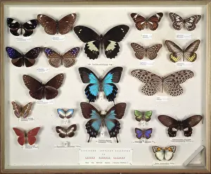 Biodiverse: Wallace's butterflies