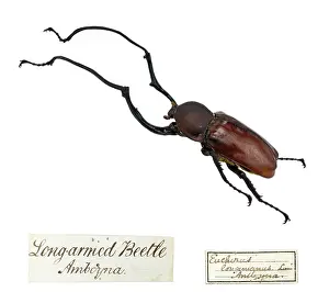South East: Wallace's Long armed beetle