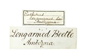 South East: Wallace's Long armed beetle