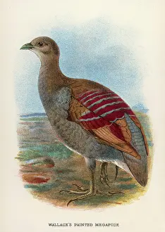 Megapode: WALLACE'S MEGAPODE