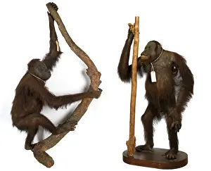 Orang: Wallace's Orang Utan
