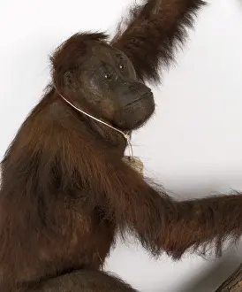 Orang: Wallace's Orang Utan
