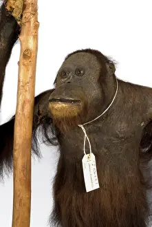 Orang: Wallace's Orang Utan