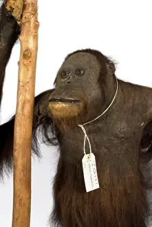 Simia: Wallace's Orang Utan