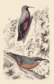Perching: A Wallcreeper and a Nuthatch