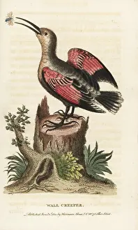 Wallcreeper: Wallcreeper, Tichodroma muraria