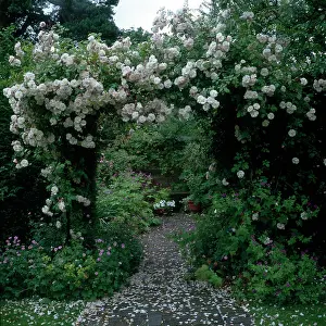 Rambler: Walled Garden ? rose archway