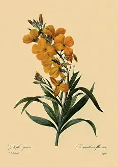 Wallflower: Wallflower