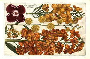 Wallflower: Wallflower, Erysimum cheiri